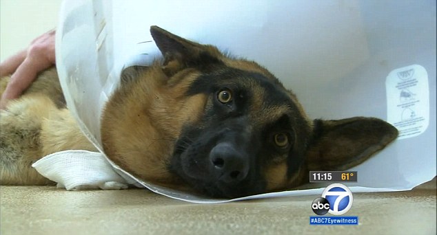 Bouleversant  un chien ronge sa propre patte pour retrouver sa liberté (5)