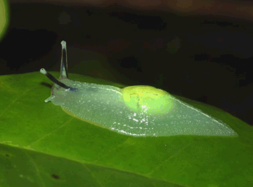 La semi-limace Portoricaine