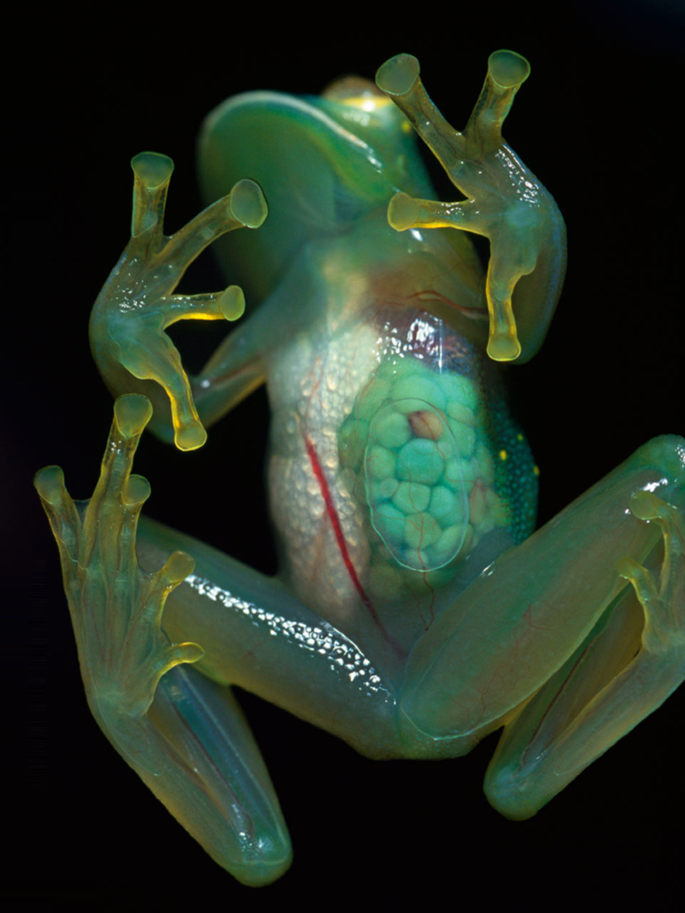 Grenouille de verre