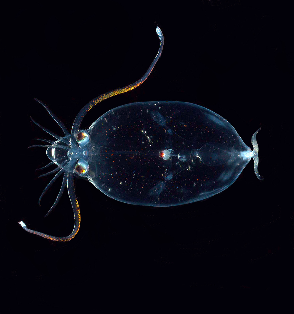 Calmars de verre ou cranchiidés