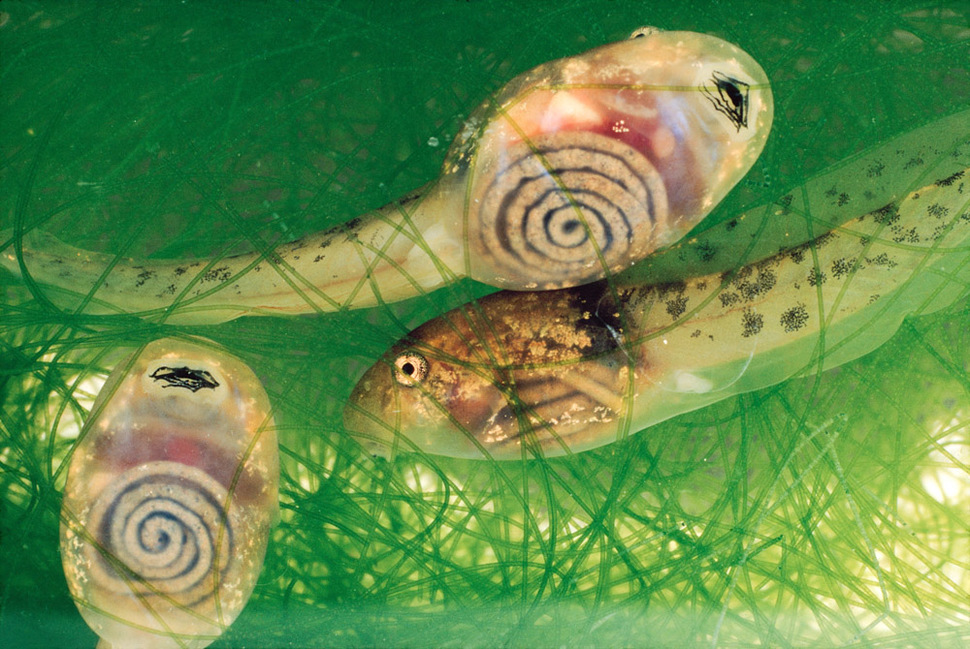 Costa Rican Tadpoles 