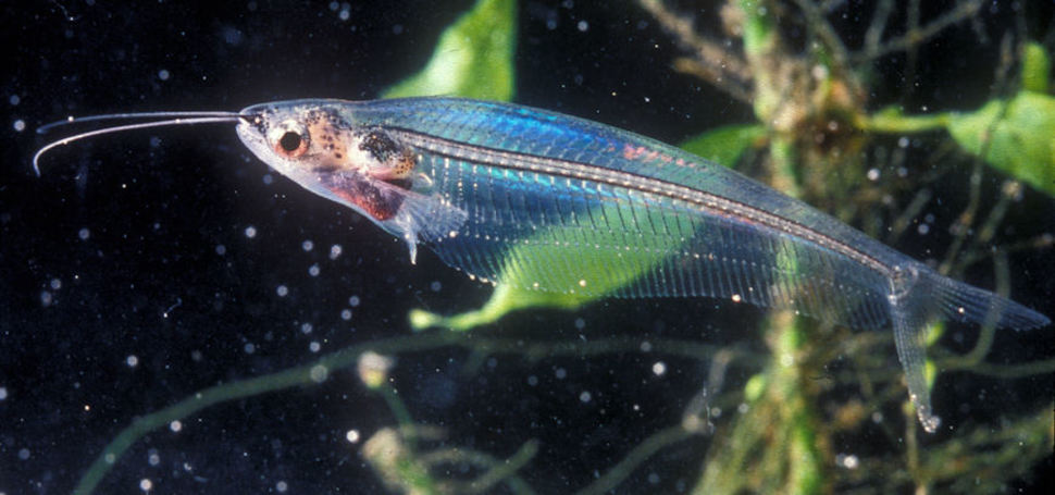 Poisson chat de verre