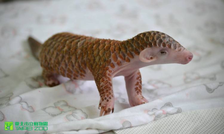 jgalere.com-bebe-pangolin (1)