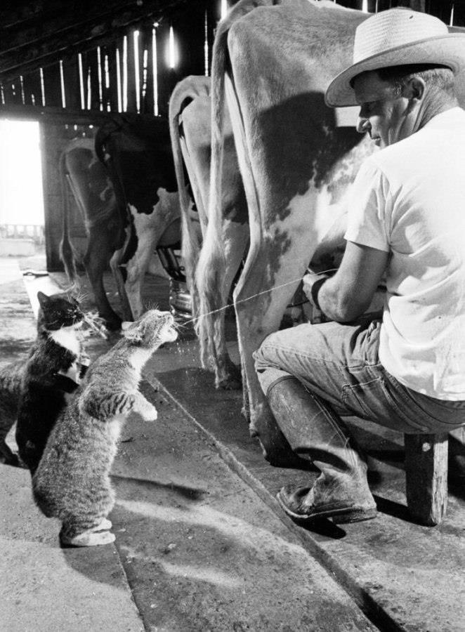 jgalere.com-funny-animal-00717_n