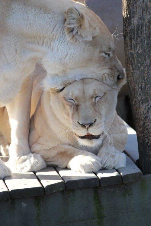 jgalere.com-funny-animal-0536_n