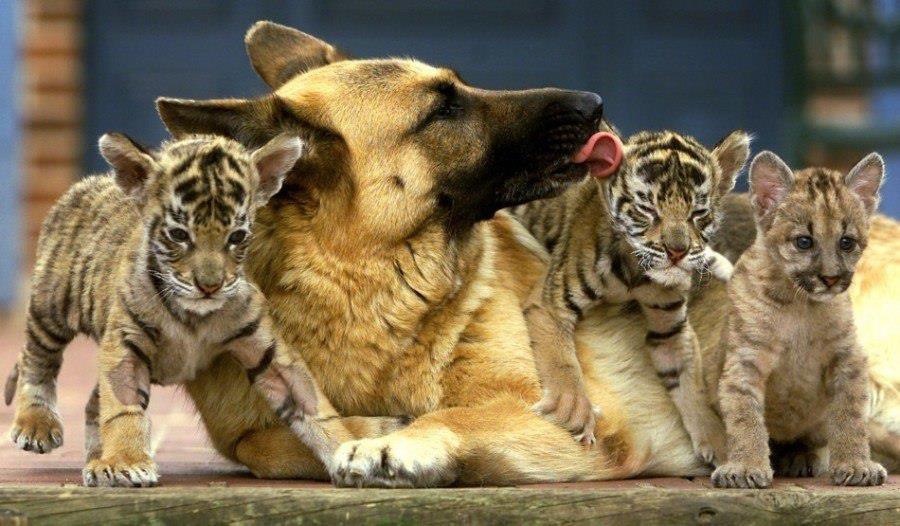 jgalere.com-funny-animal-135155_n