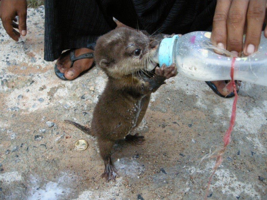 jgalere.com-funny-animal-42100_n
