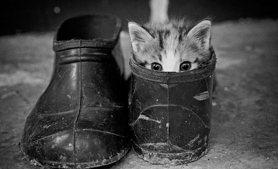 jgalere.com-funny-animal-4776_n