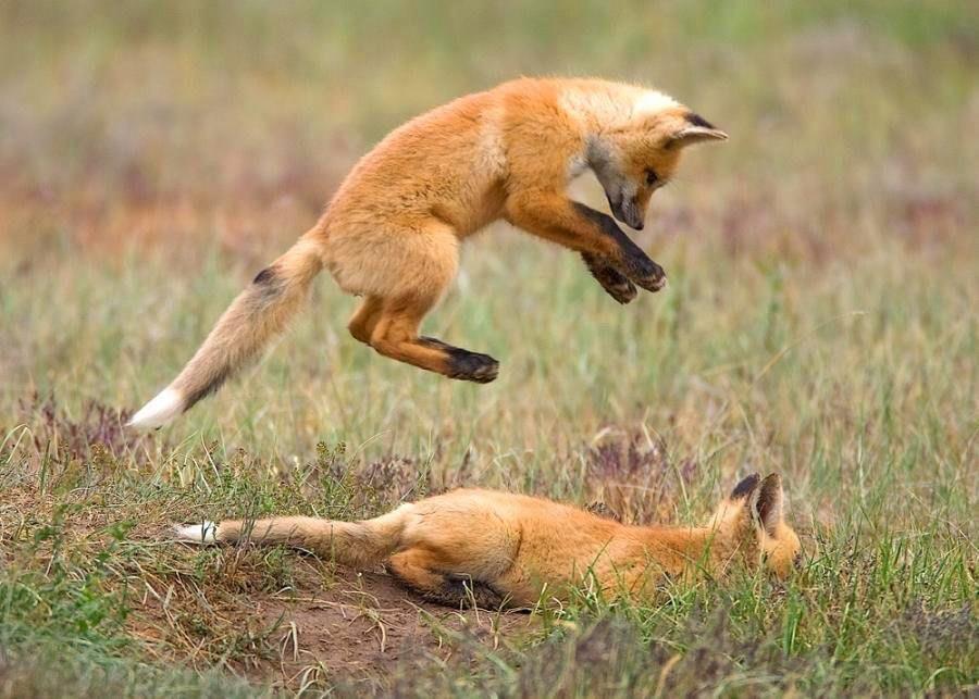 jgalere.com-funny-animal-493544_n