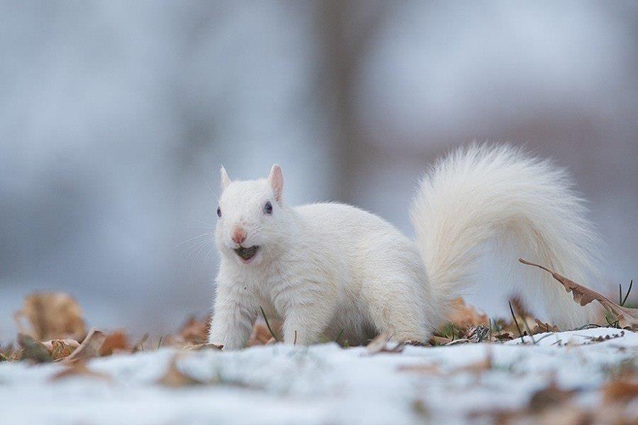 jgalere.com-funny-animal-50626