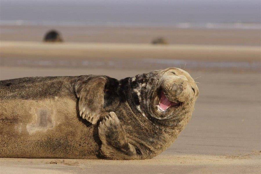 jgalere.com-funny-animal-51985_n