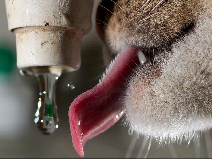 jgalere.com-funny-animal-6560_n