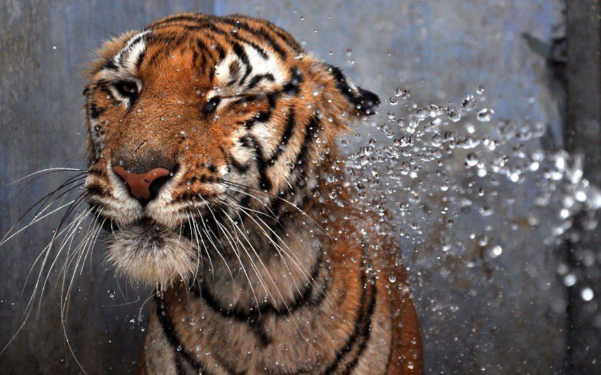 jgalere.com-funny-animal-7234722_n