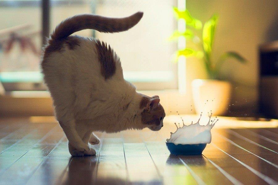 jgalere.com-funny-animal-787833_n