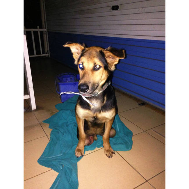 jgalere.com-histoire-de-leo-chien-paraplegique-3