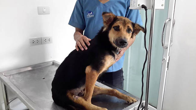 jgalere.com-histoire-de-leo-chien-paraplegique-4