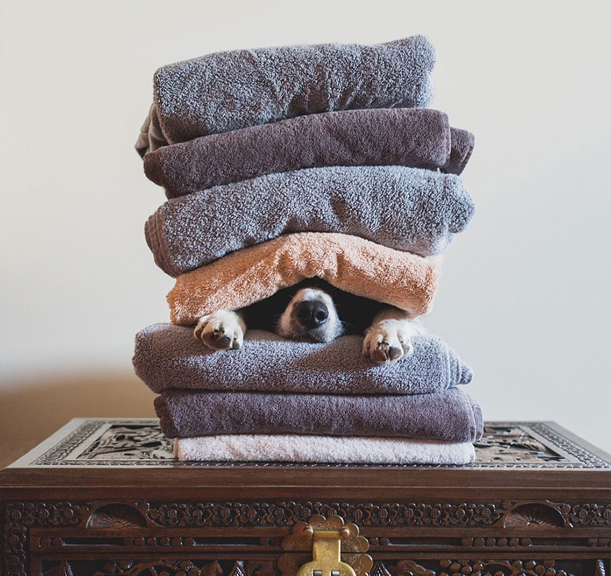 jgalere.com-ou-est-le-chien (28)