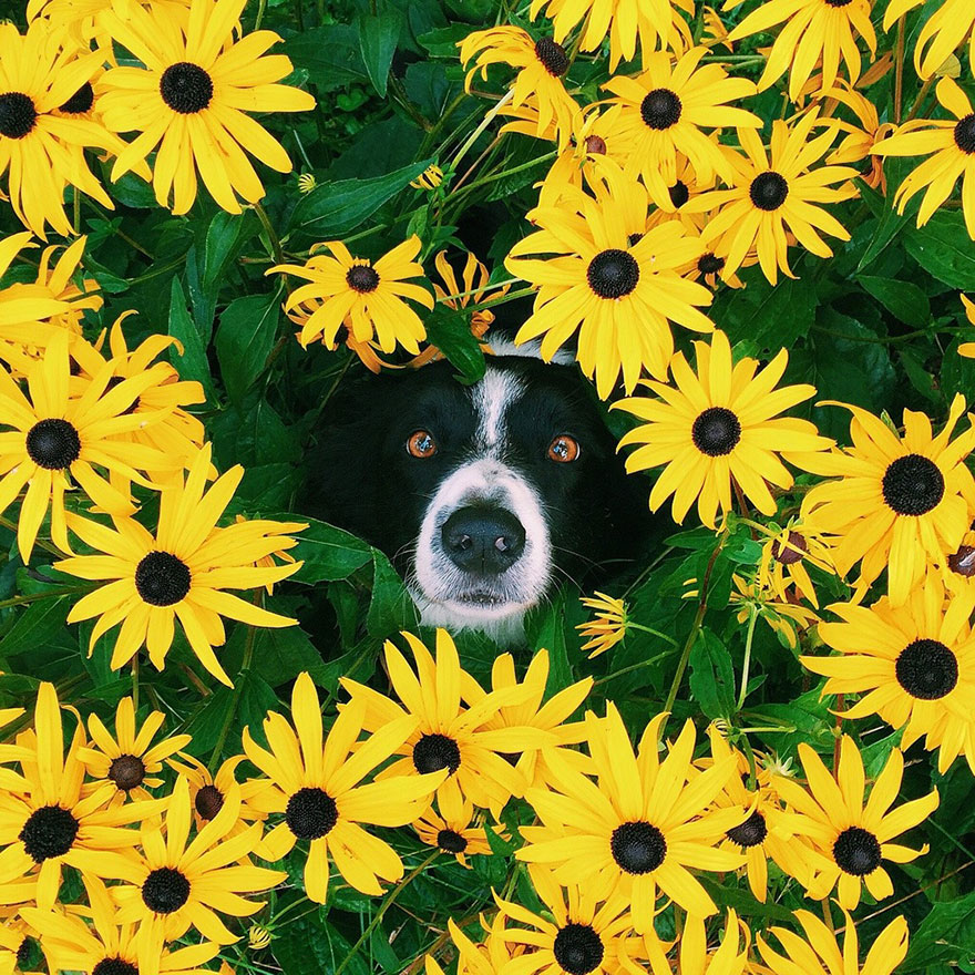 jgalere.com-ou-est-le-chien (9)