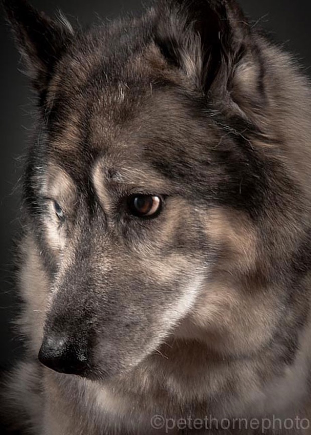 jgalere.com.les-chien-vieux (1)
