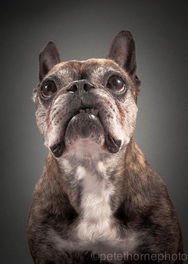 jgalere.com.les-chien-vieux (10)