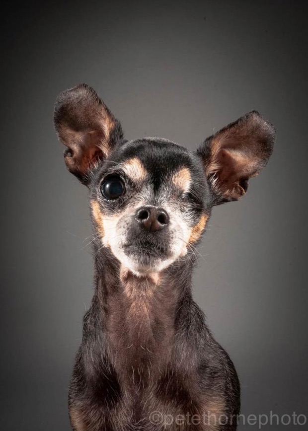 jgalere.com.les-chien-vieux (11)