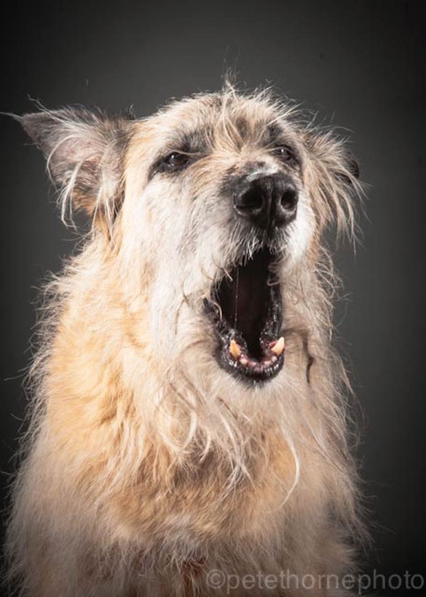 jgalere.com.les-chien-vieux (13)
