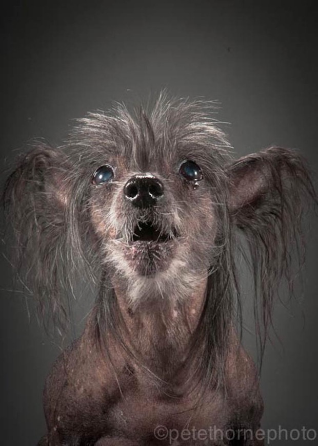 jgalere.com.les-chien-vieux (14)