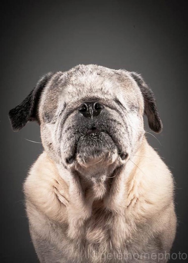 jgalere.com.les-chien-vieux (15)