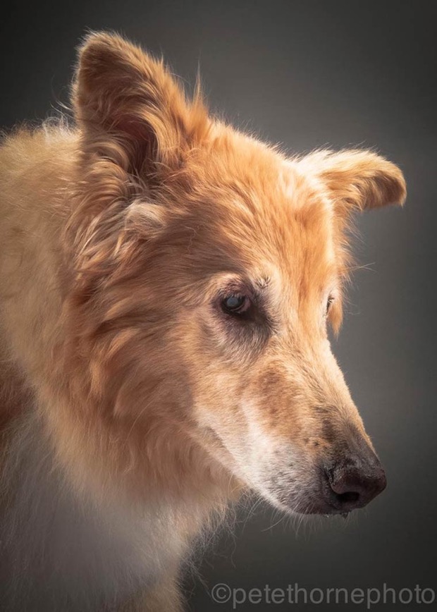 jgalere.com.les-chien-vieux (3)