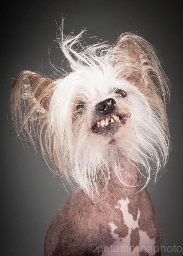 jgalere.com.les-chien-vieux (4)