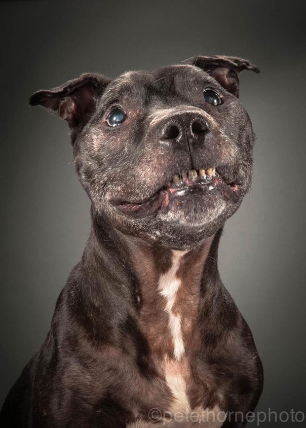 jgalere.com.les-chien-vieux (5)