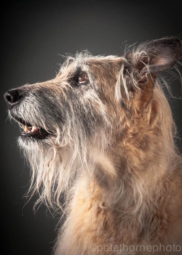 jgalere.com.les-chien-vieux (6)