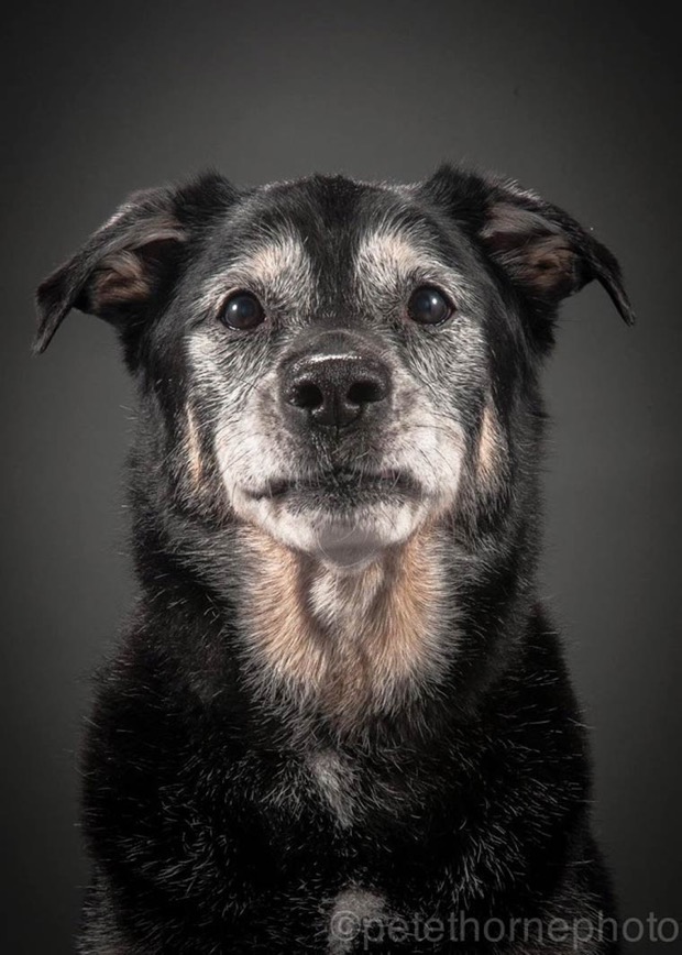 jgalere.com.les-chien-vieux (7)