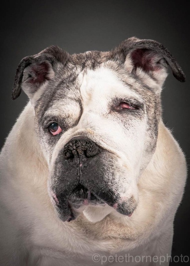 jgalere.com.les-chien-vieux (8)