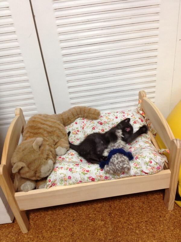 lit superpose pour chat