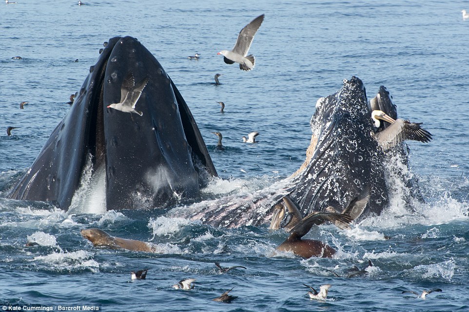 jgalere.com-pelican-faillit-faire-manger-par-baleine (4)