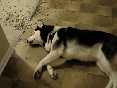 jgalere.animaux-qui-mange-gif (10)