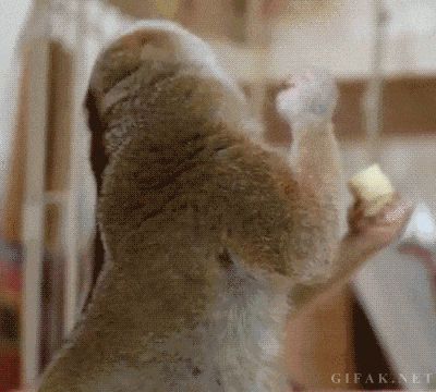 jgalere.animaux-qui-mange-gif (12)