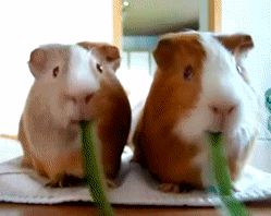 jgalere.animaux-qui-mange-gif (15)