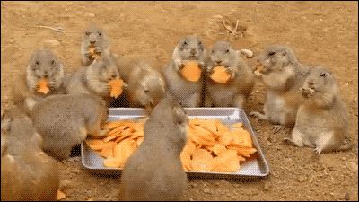 jgalere.animaux-qui-mange-gif (17)