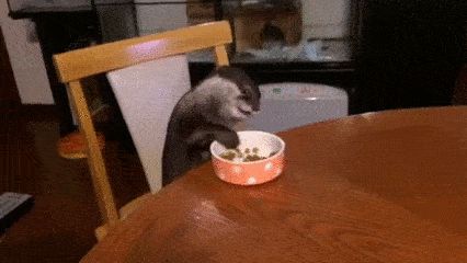 jgalere.animaux-qui-mange-gif (19)