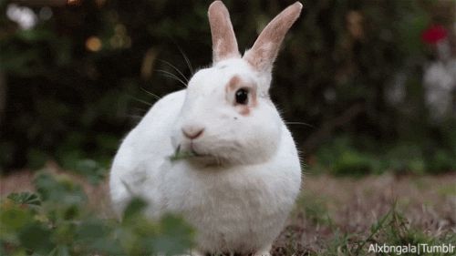 jgalere.animaux-qui-mange-gif (20)