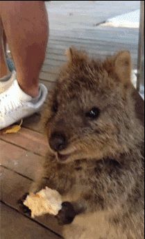 jgalere.animaux-qui-mange-gif (3)