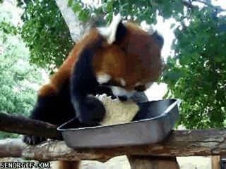 jgalere.animaux-qui-mange-gif (4)