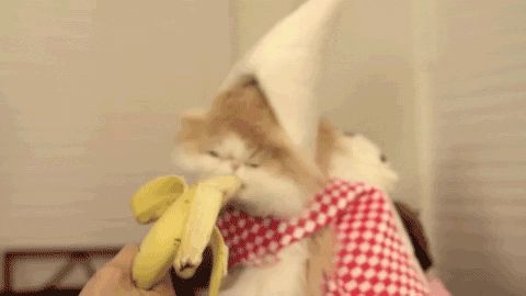 jgalere.animaux-qui-mange-gif (5)