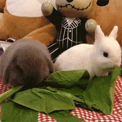 jgalere.animaux-qui-mange-gif (9)