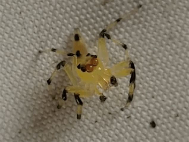 L'araignée Amycine jaune