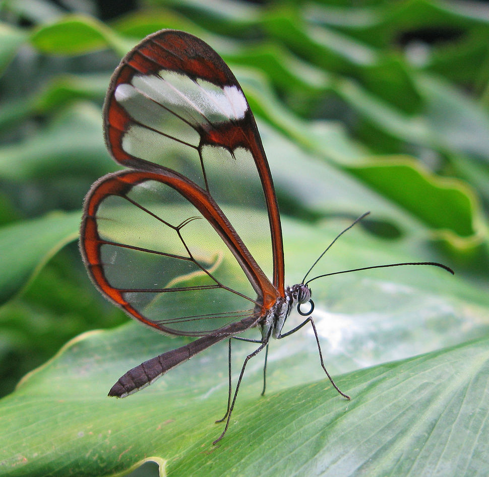 Greta Oto, le papillon aux ailes transparentes