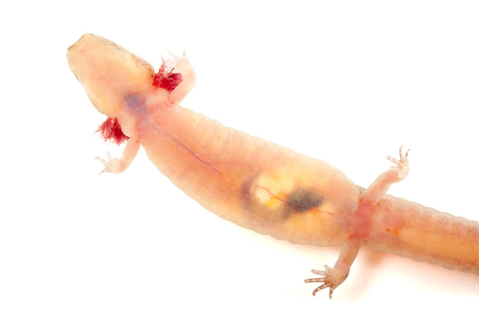 Barton Springs salamander