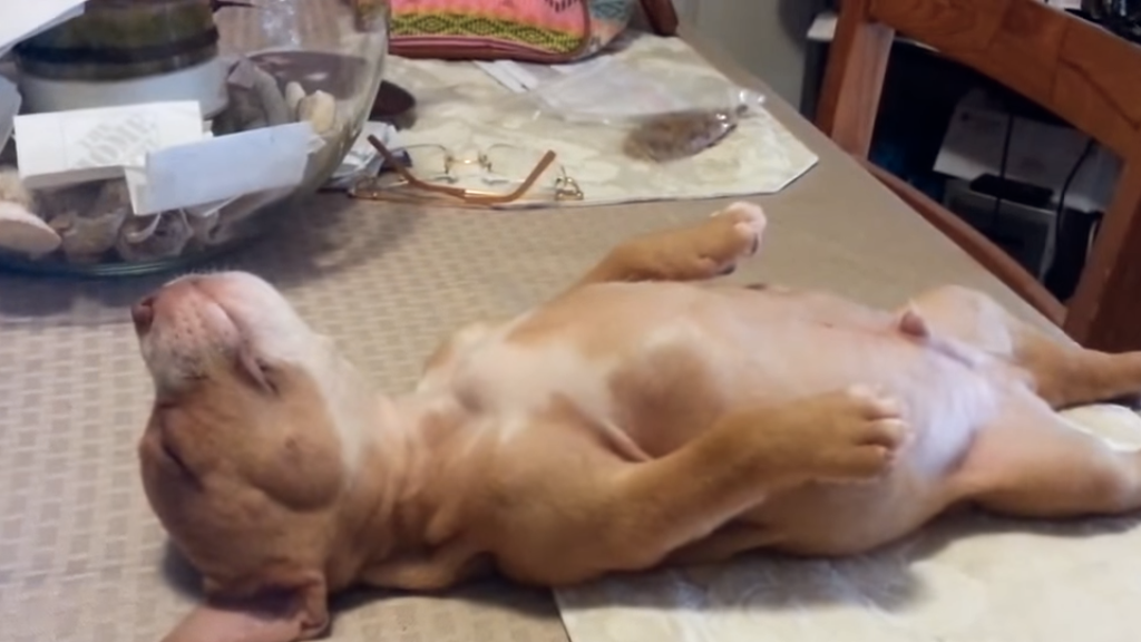Voici Un Animal Tres Mignon Qui Aime Bien Dormir Et Ne S En Cache Pas Jgalere Com